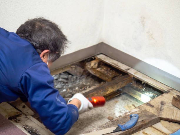 Best Mold Remediation for Specific Building Types in Warwick, RI