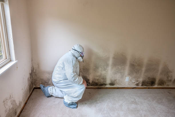 Best Localized Mold Remediation (e.g., coastal areas, humid climates) in Warwick, RI